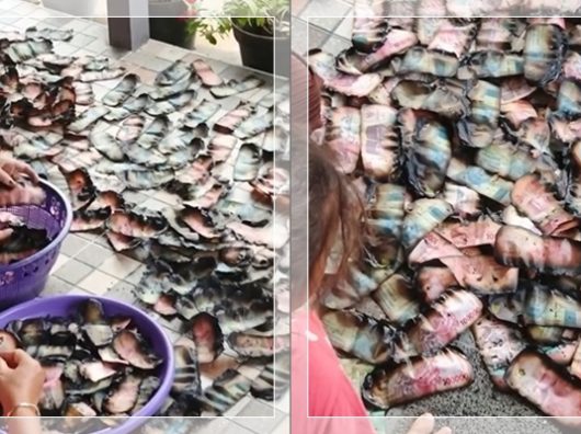 VIRAL! Tumpukan Uang Pecahan Rp50.000 & Rp100.000 Terbakar, Warganet Bongkar Cara Penukaran ke BI & Syarat Lengkapnya