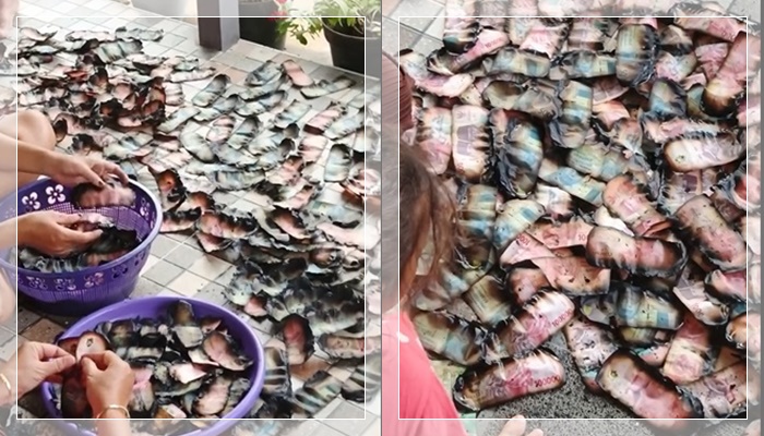 VIRAL! Tumpukan Uang Pecahan Rp50.000 & Rp100.000 Terbakar, Warganet Bongkar Cara Penukaran ke BI & Syarat Lengkapnya