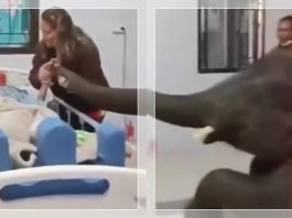 VIRAL! Gajah Raksasa Ini 'Ngesot' Masuk Ruang Rawat demi Jenguk Pawangnya yang Sakit Parah
