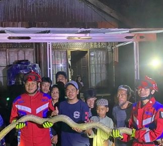 GEGER! King Cobra Raksasa Ditangkap Damkar di Banjar, Butuh Delapan Orang untuk Membentangkannya