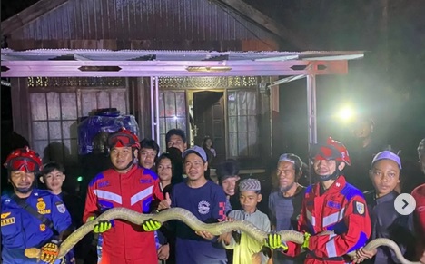 GEGER! King Cobra Raksasa Ditangkap Damkar di Banjar, Butuh Delapan Orang untuk Membentangkannya