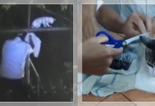 KUCING KURIR NARKOBA Tertangkap di Penjara Kosta Rika, Ini Komen Lucu Netizen: “Sabar Ya, Meng…”