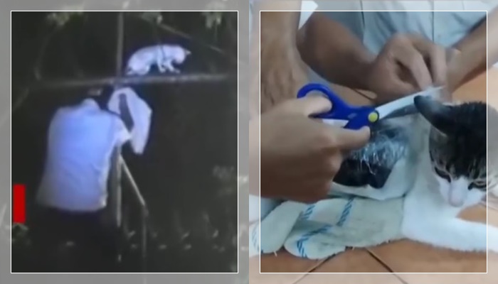kucing bawa nerkoba3