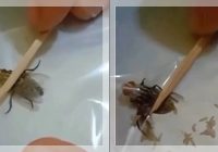 VIRAL! Lalat Dipencet Keluarkan Belatung Hidup, Netizen: "Ya Allah. Mengerikan Sekali!"