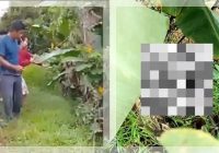 Mayat Perempuan Diduga Hamil Ditemukan Membusuk di Parit Trans Kalimantan, Warga Geger!