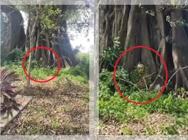 VIRAL! Pria Ini Dikira ODGJ, Ternyata Bertapa di Bawah Pohon, Tubuhnya Sampai Dililit Akar