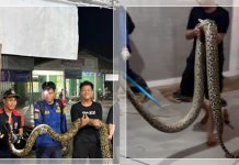 Ngeri! Ular Piton Sepanjang 4 Meter Masuk Permukiman Warga di Kereng Pangi, Damkar Dievakuasi!