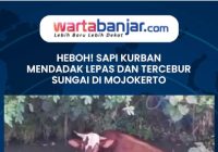 VIDEO - HEBOH! Sapi Kurban Mendadak Lepas dan Tercebur Sungai di Mojokerto