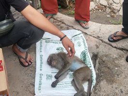Monyet Liar Ganggu Warga Jalan Tembus Mantuil