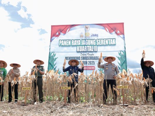 Panen Raya Jagung Serentak, Bupati Tanah Bumbu Andi Rudi Latif Dukung Swasembada Pangan Nasional