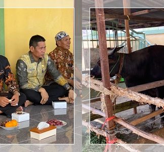 Momen Membahagiakan! Warga Desa Tatah Mesjid Terima Sapi Kurban Presiden RI dari Bupati Batola