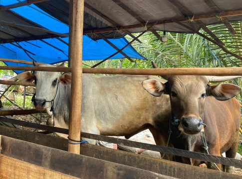 Peminat Sapi Kurban di HST Meningkat, Bisa Jual Hingga 25 Ekor