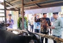 Presiden Prabowo Beri 2 Ekor Sapi untuk Warga Batola