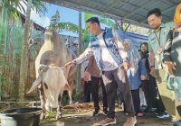 Presiden Prabowo Serahkan Satu Sapi Kurban untuk Warga Kota Banjarmasin