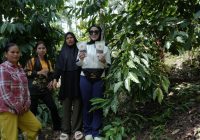 Kopi Robusta Abah Kembar dari Patikalain, Perjuangan Uun Bangun Usaha Lokal