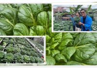 Pertamina Dorong Ketahanan Pangan Kalsel lewat Hidroponik Canggih “Two in One” ala UMKM Alfarm