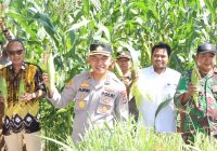 Polres HST Panen Jagung Serentak! Dukung Ketahanan Pangan Nasional Menuju Swasembada 2025