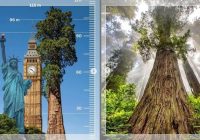 WOW! Pohon Hyperion di Amerika Lebih Tinggi dari Patung Liberty dan Big Ben, Segini Tingginya
