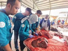 DKP3 Banjarmasin Temukan Cacing Hati di Tiga Ekor Sapi Kurban, Apakah Dagingnya Layak Dimakan?