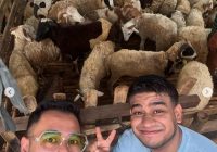 Alasan Raffi Ahmad Borong 50 Kambing dari Ibunda Fadil Jaidi, Tahun Depan 100