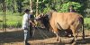 Penampakan Sapi Brahman Asal India, Hewan Kurban Hadiah Presiden Prabowo untuk Warga Tala