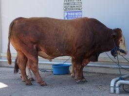 Yuk, Kepoin Sapi Simmental dan Limousin, Hewan Kurban Presiden Prabowo untuk Masyarakat Banjar