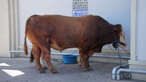 Sapi limousine dan simmental bantuan dari Presiden Prabowo Subianto untuk masyarakat Kabupaten Banjar untuk dijadikan hewan kurban saat hari raya Idul Adha 1446 H/6 Juni 2025. Foto: MC Banjar