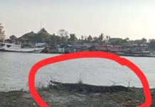 Buaya Terlihat di Pelabuhan Batulicin