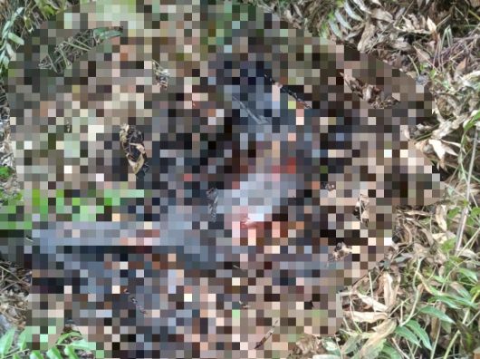 BREAKING NEWS Penemuan Mayat di Hutan Desa Pematang