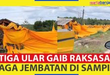 VIDEO - Tiga Ular Raksasa Gaib Diyakini Menjaga Jembatan Mistis di Sampit