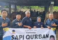 DPW Nasdem Kalsel Bagikan 600 Sapi Kurban, Tanah Bumbu Terima 5 Ekor Jelang Iduladha