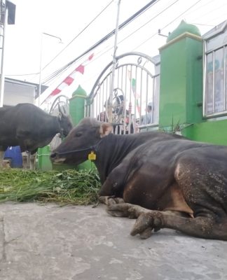 Hindari Pencemaran Lingkungan, Pemko Banjarmasin Siapkan Pengelolaan Limbah Hewan Kurban
