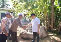 Pemkab HST Salurkan Hewan Kurban untuk Warga, 2 Sapi dari Presiden