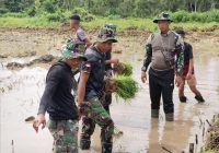 Tingkatkan Ketahanan Pangan, Satgas Targetkan Tiap Panen Tembus 3 Ton Beras Per Hektare di Merauke