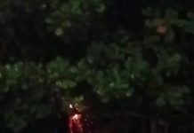 Listrik Konslet, Pohon di Jalan Zafri Zamzam Terbakar