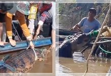 GEGER! Buaya Raksasa Tersangkut Jaring Nelayan di Danau Hante Kalteng, Dievakuasi dengan Ritual Adat!