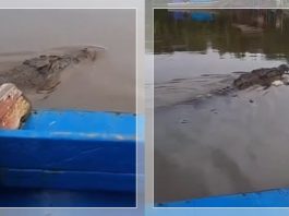 Muncul dari Sungai, Buaya Raksasa Gegerkan Netizen: Dipancing Pakai Sampah, Reaksi Publik: Ulun Panas Dingin!