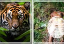 Tragis! Operator Alat Berat Tewas Diterkam Harimau Sumatera Saat Buang Air Besar di Hutan