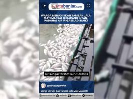VIDEO - Warga Merugi! Ikan Tambak Jala Mati Massal Di Karang Intan, Padahal Air Irigasi Lagi Naik