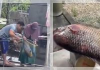 HEBOH! Warga Banjarmasin Dapat Ikan Kalabau Raksasa 7,5 Kg di Jalan Pramuka