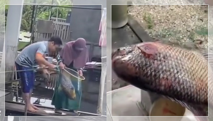 HEBOH! Warga Banjarmasin Dapat Ikan Kalabau Raksasa 7,5 Kg di Jalan Pramuka