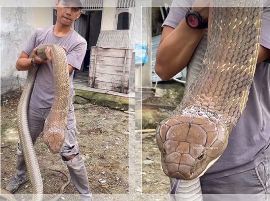 VIDEO VIRAL! Pemuda Pekanbaru Pamerkan Monster King Cobra! Netizen: “Lepas di Senayan, Bisa Buru Tikus”