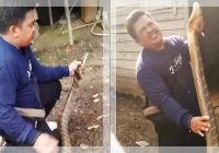 GEGER! Damkar Balangan Evakuasi King Kobra Raksasa di Rumah Warga, Netizen: "Apakah Itu Wujud Asli Nyi Eka?"