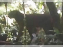 Setelah 20 Tahun Menghilang, Kucing Merah Kalimantan Tertangkap Kamera di Hutan Liar Borneo, Netizen: "Mau Pelihara Boleh Nggak"