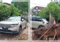 Pohon Tumbang Timpa Mobil di Banjarbaru! Jalan Sempat Lumpuh, Tim Damkar Bergerak Cepat Evakuasi