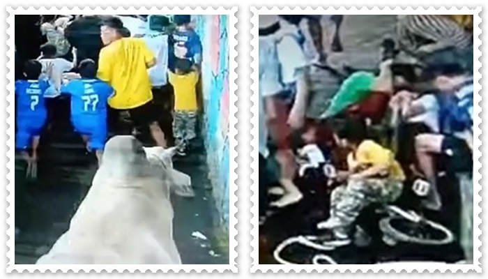 sapi seruduk warga3