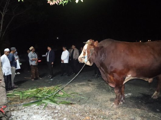 Presiden Prabowo Salurkan Sapi Kurban ke Tanah Bumbu, Bupati Andi Rudi Latif: "Ini Bukti Negara Hadir!"