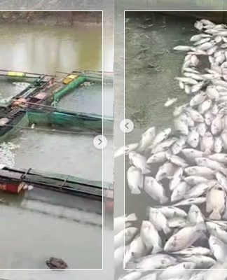 WARGA MERUGI! Ikan Tambak Jala Mati Massal di Karang Intan, padahal Air Irigasi Lagi Naik!