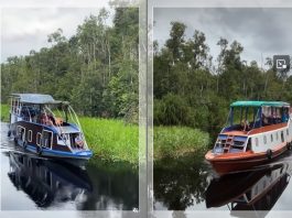 MENGENAL Taman Nasional Tanjung Puting! Menjelajahi Surga Kalimantan Seluas 415.040 Ha
