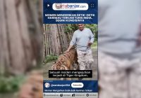 VIDEO - Momen Mengerikan Detik-detik Harimau Terkam Turis India, Begini Kondisinya